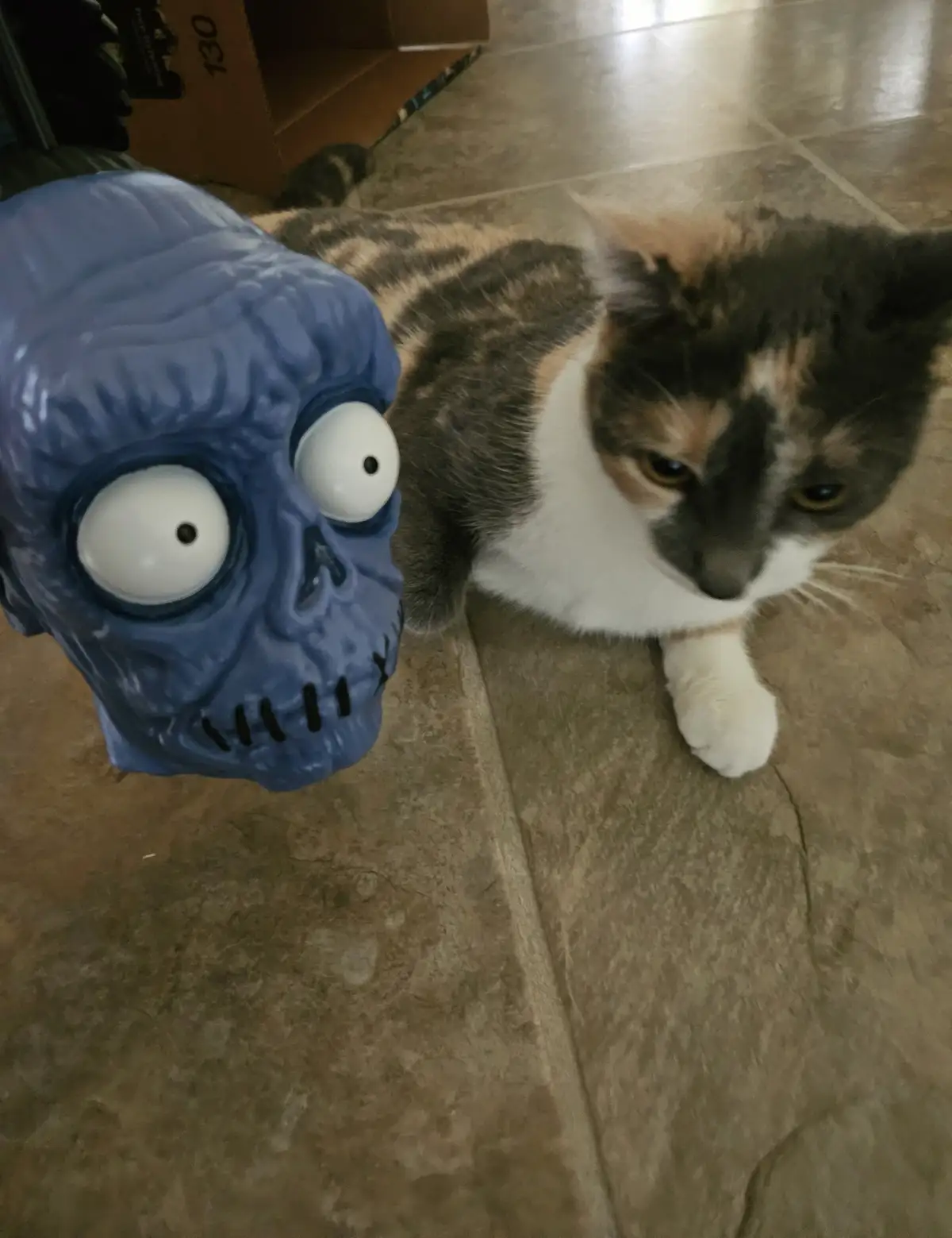 A calico cat with a bored, unimpressed expression lies on a tiled floor next to a blue plastic zombie head with large white…