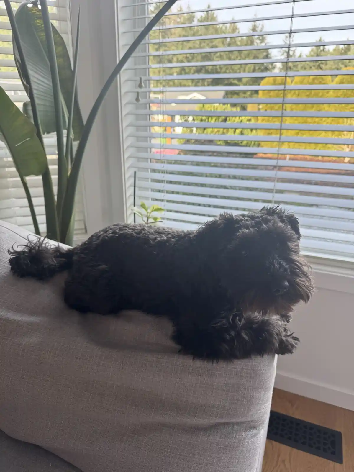 A black, shaggy dog with a scruffy face lies relaxed on the armrest of a gray fabric couch, looking directly at the camera…