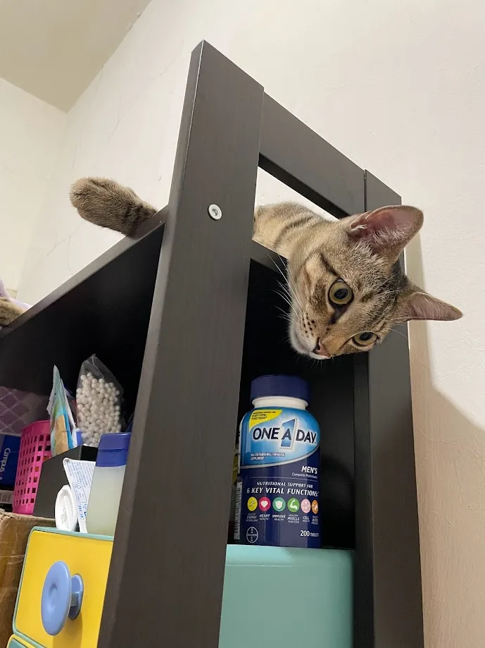 Adorable Cat Cuteness Overload