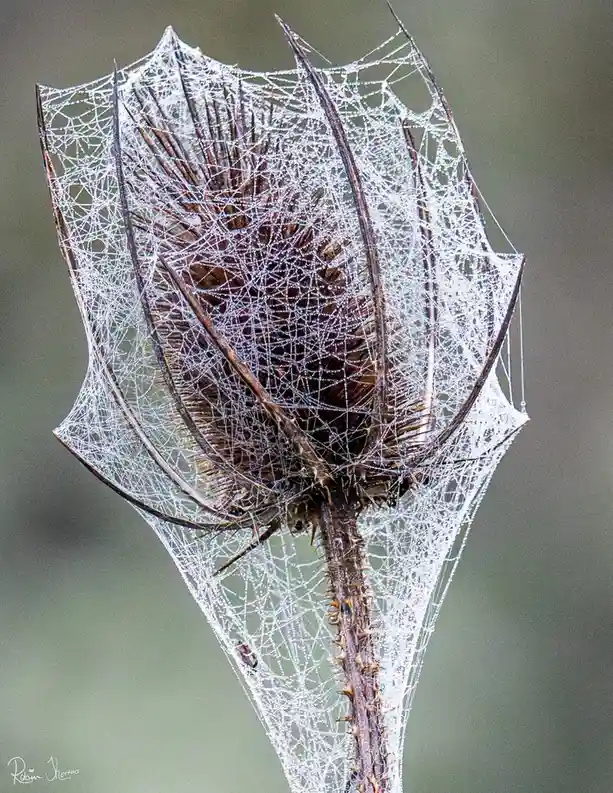 The World Wide Web Unveiled