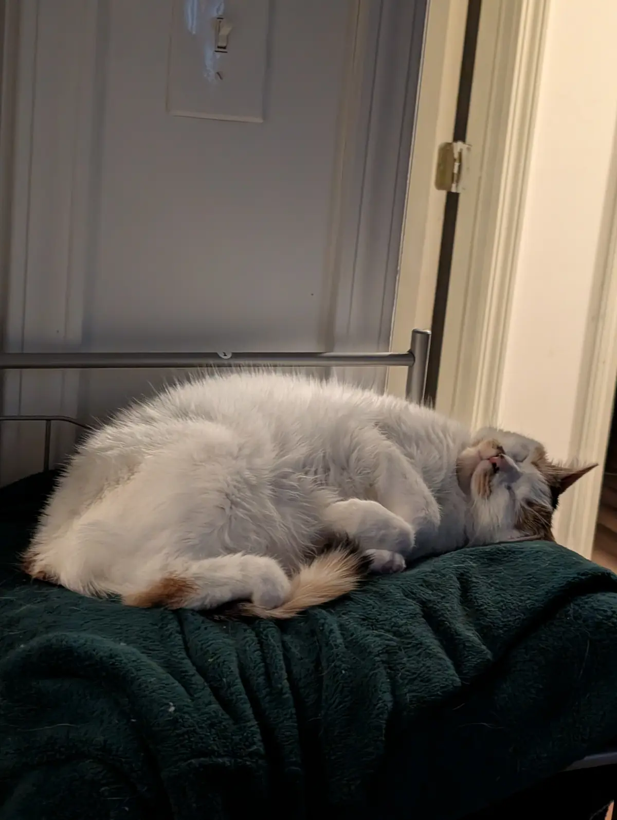 A fluffy white and light brown cat is curled up and sleeping soundly on a dark green blanket atop a metal bed frame, with…
