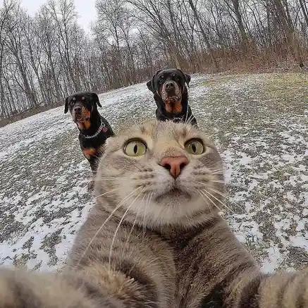 A close-up selfie of a tabby cat with wide, unimpressed eyes looking at the camera, seemingly holding the phone. Behind the…