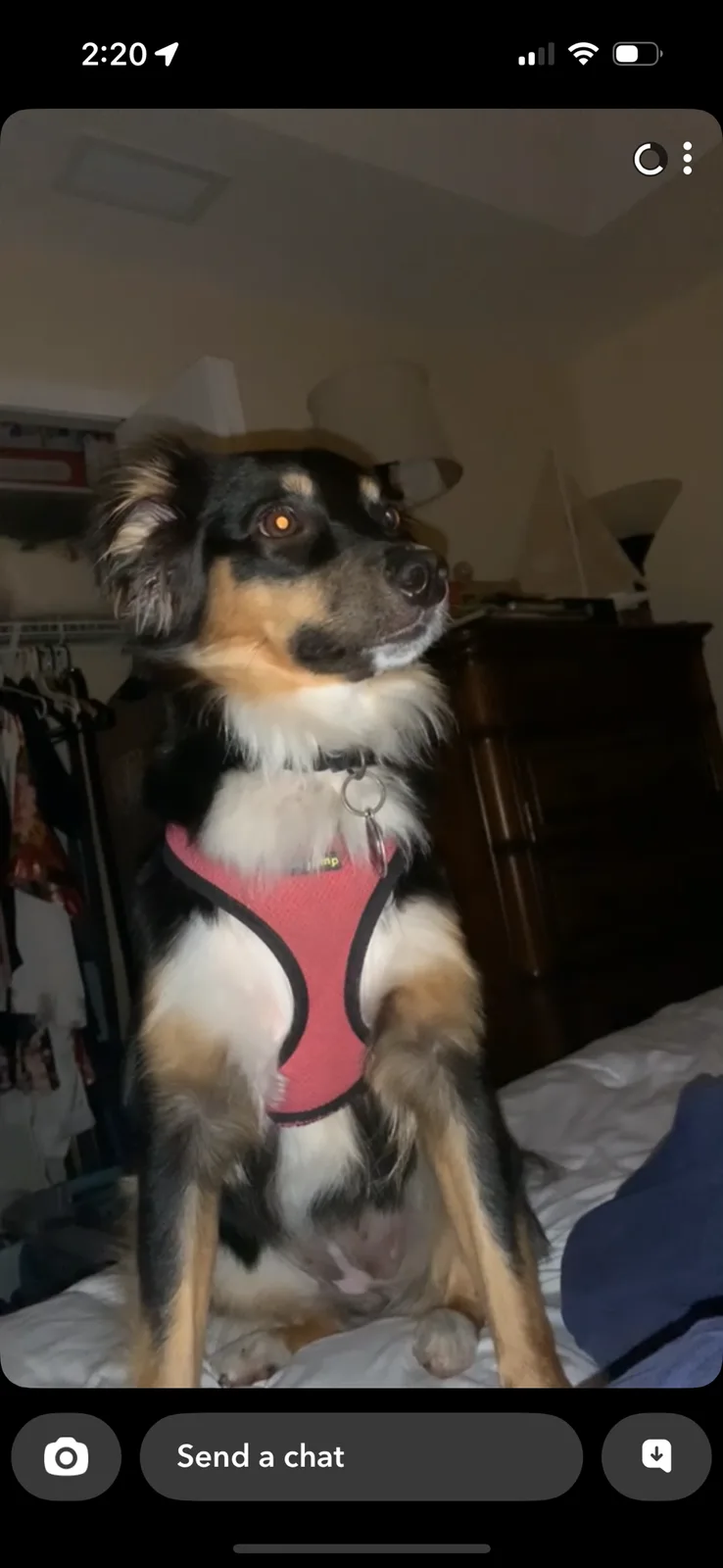 A black, tan, and white dog wearing a pink harness sits upright on a bed in a dimly lit room, looking upward with an…
