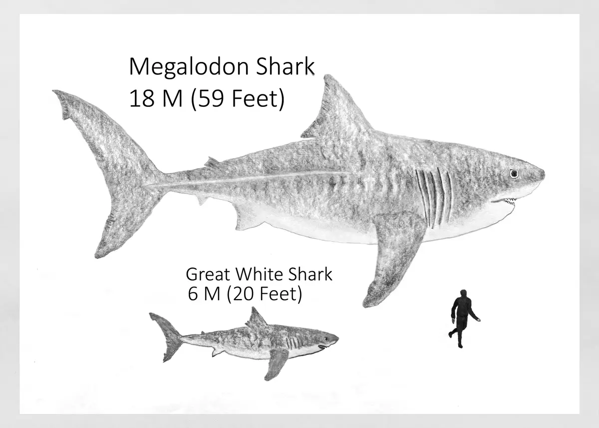 A black-and-white pencil drawing compares the sizes of a Megalodon shark (18 meters/59 feet) and a Great White shark (6…
