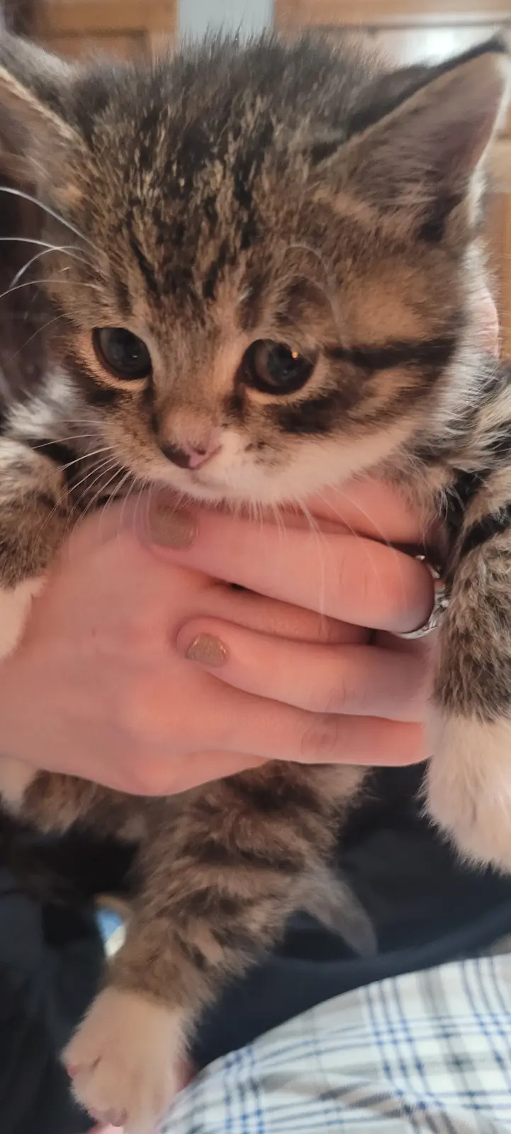 A close-up photo shows a small tabby kitten with wide, sad-looking eyes being held gently in a person's hands. The kitten's…
