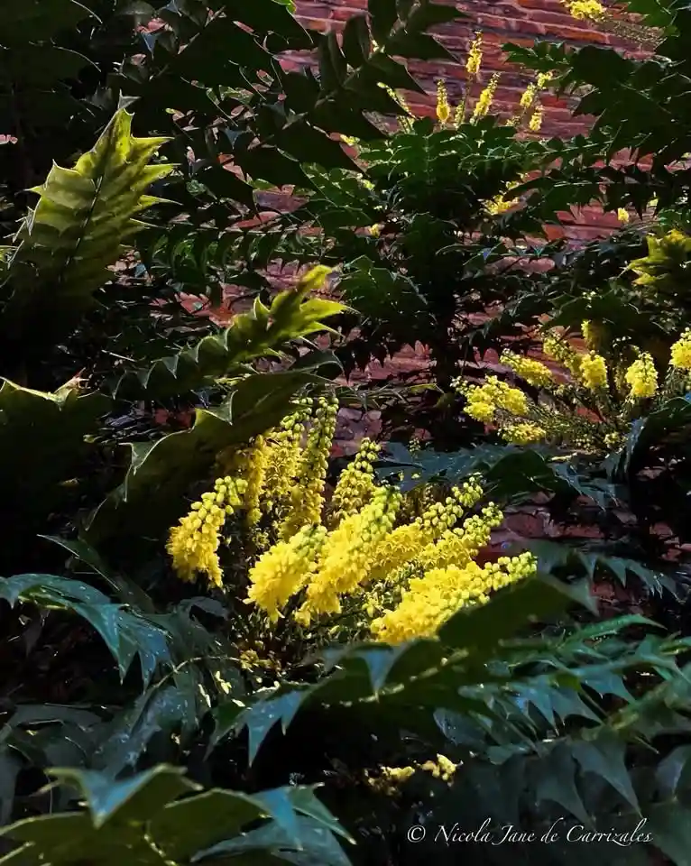 A close-up photograph of a plant with dark green, spiky leaves and clusters of bright yellow flowers, set against a blurred…