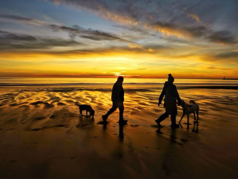 A serene beach sunset photo shows two people walking with their dogs on wet sand, silhouetted against a vibrant orange and…