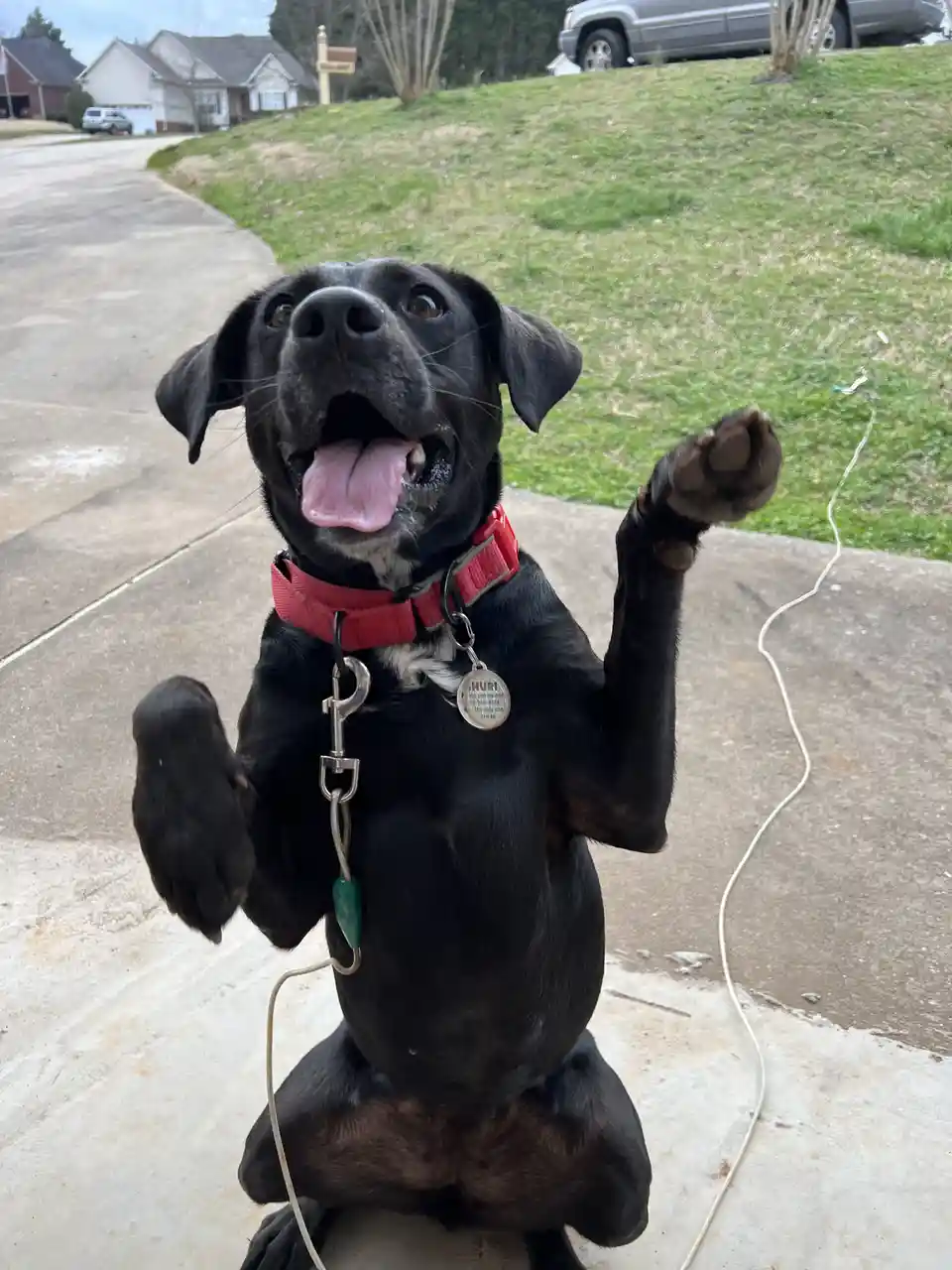 A black dog with a red collar sits upright on a concrete driveway, front paws raised in a begging or excited gesture, tongue…