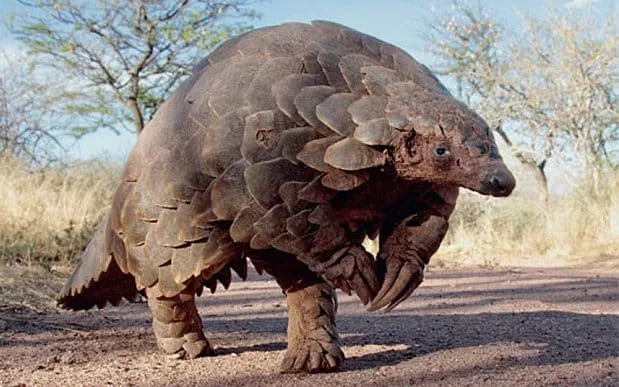 A pangolin stands on a dirt path in a dry, grassy savanna with sparse trees in the background. Its body is covered in large…