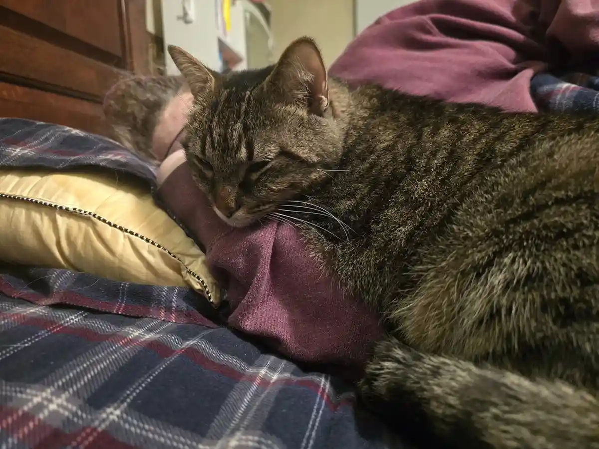 A tabby cat is curled up and sleeping soundly on a person's chest, nestled among pillows and blankets in a cozy bedroom…