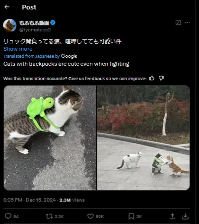 A split image shows a cat wearing a green turtle-shaped backpack on the left, and on the right, two cats fighting while one…
