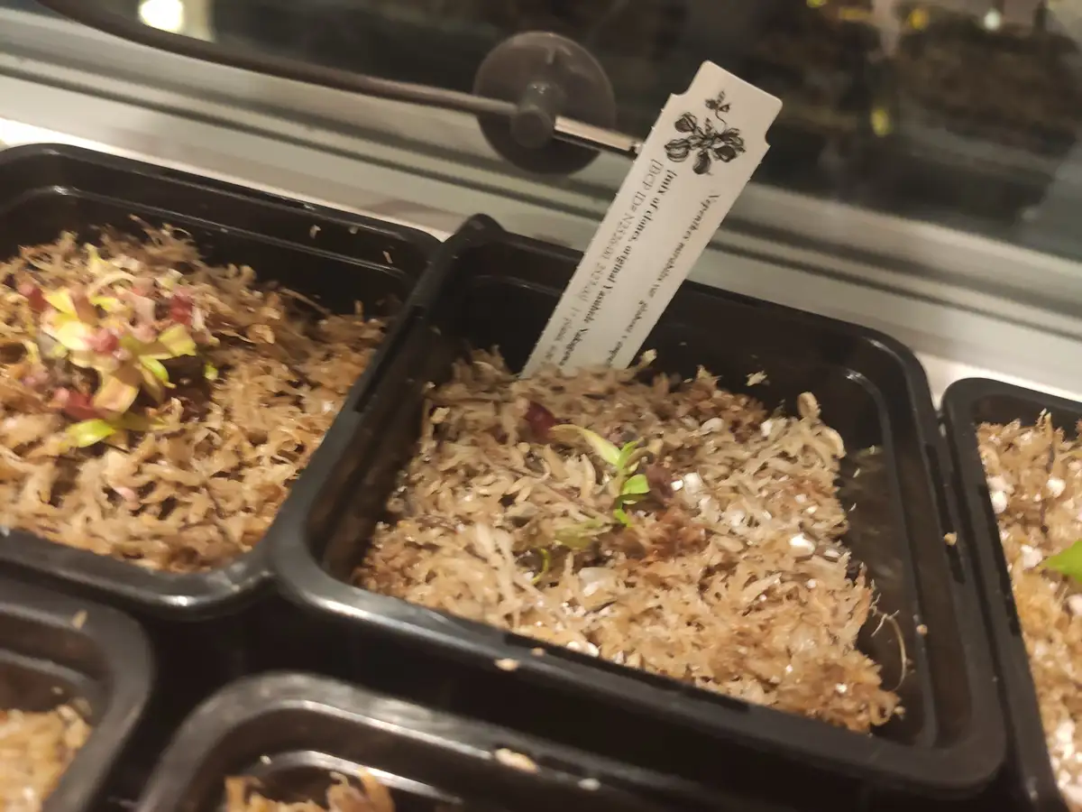 A close-up photo shows small black plastic trays containing young carnivorous plants growing in fibrous, light-brown growing…
