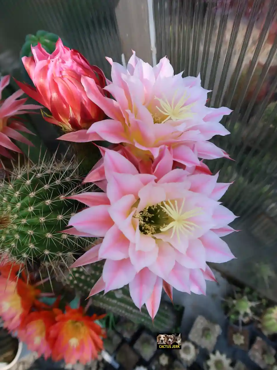 A close-up photo shows several blooming cactus flowers with delicate pink and yellow petals, set against a backdrop of spiky…