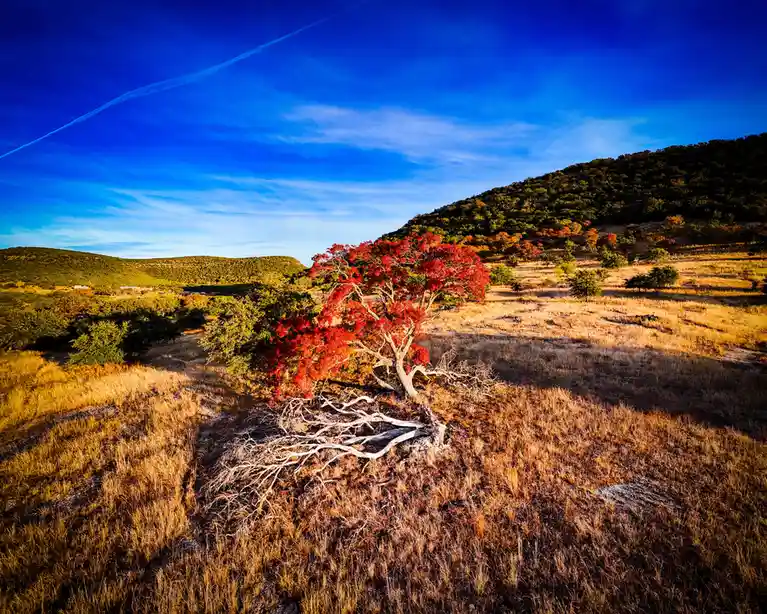 A lone tree with vibrant red leaves stands in a dry, grassy field under a bright blue sky with a contrail. Its roots are…
