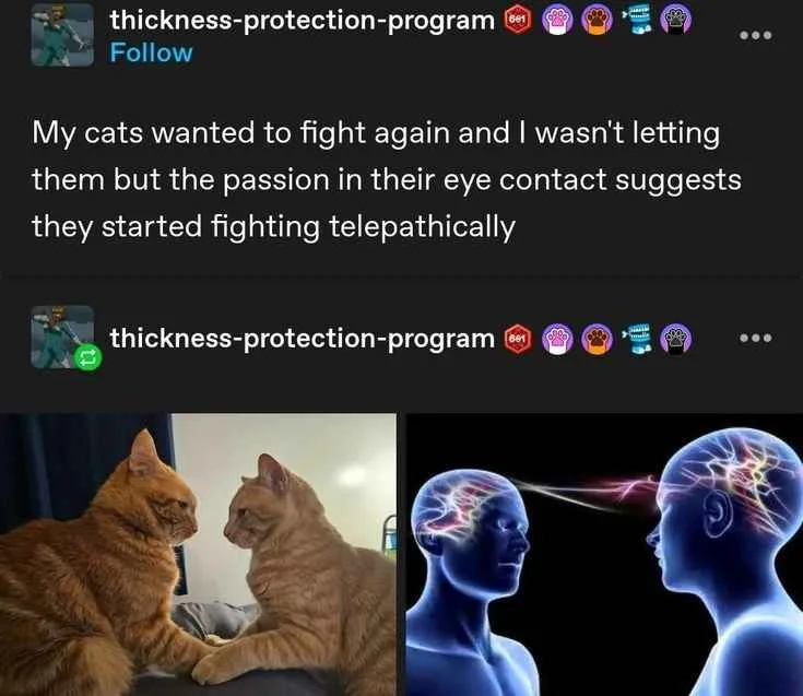 The image shows two orange tabby cats staring intensely at each other, their paws touching. To the right, a split image…
