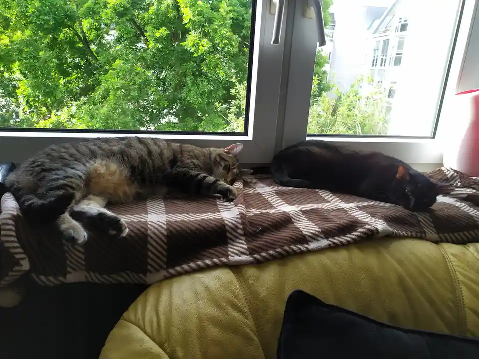Two cats are sleeping side-by-side on a brown and white checkered blanket draped over a yellow couch, positioned in front of…