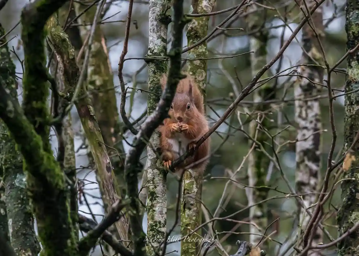 The Adorable Adventures of a Squirrel