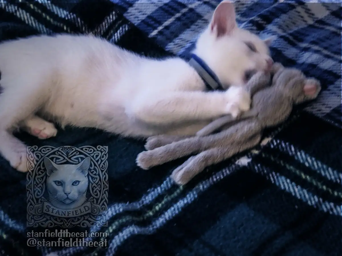 A white kitten wearing a blue collar is curled up asleep while clutching a grey stuffed animal on a dark blue plaid blanket…