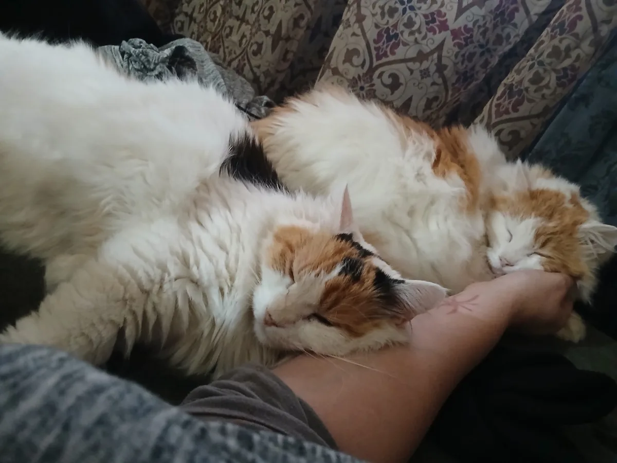 Two fluffy calico cats are sleeping peacefully while curled up on a person's arm and shoulder, with the person's hand gently…