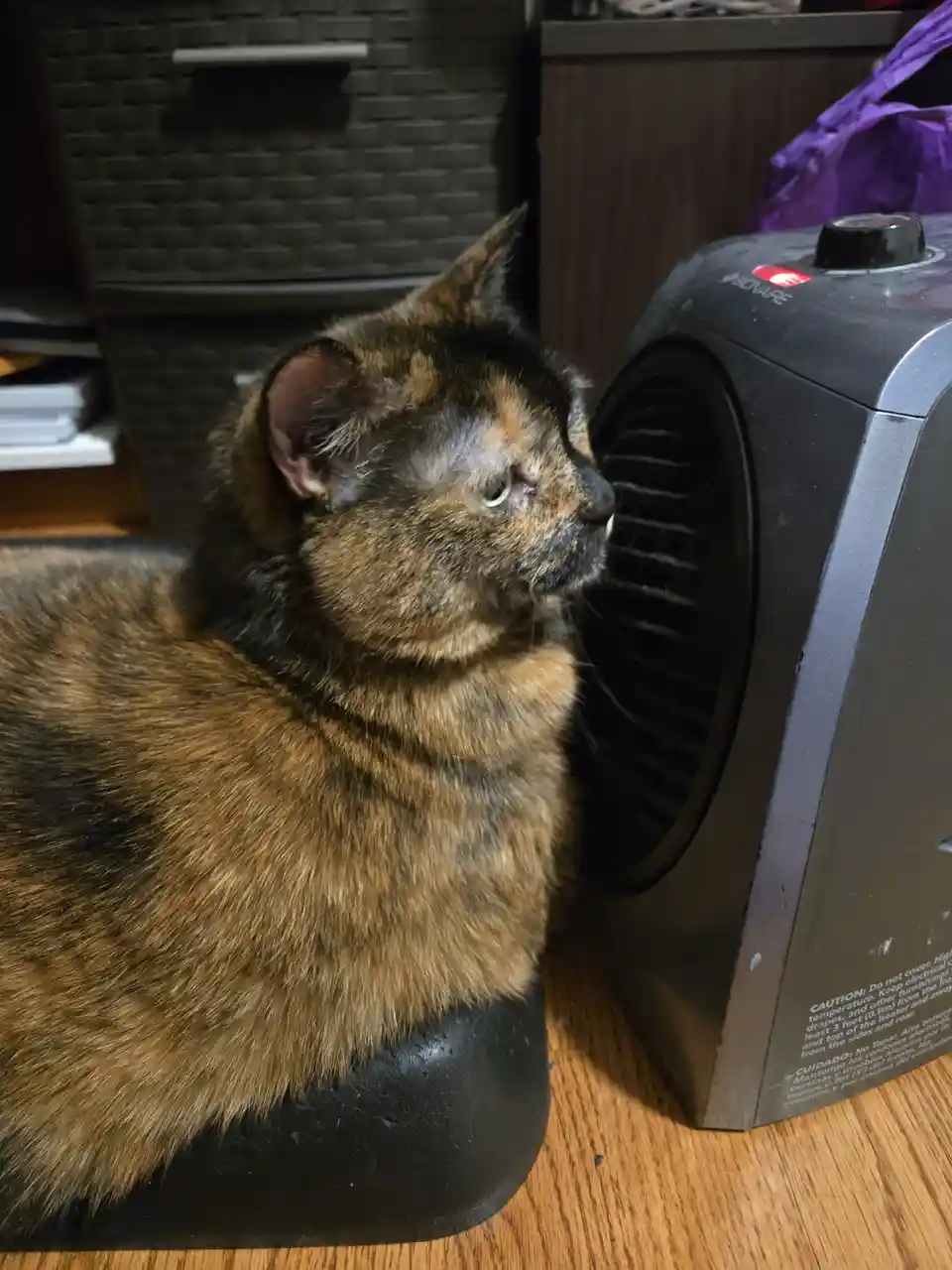 A tortoiseshell cat sits calmly next to a black space heater on a wooden floor, looking slightly to the side with a calm…
