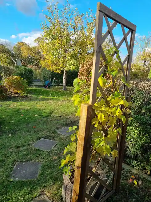 A wooden trellis in a sunny garden has a young vine with yellow-green leaves climbing it. A grassy path with stone slabs…