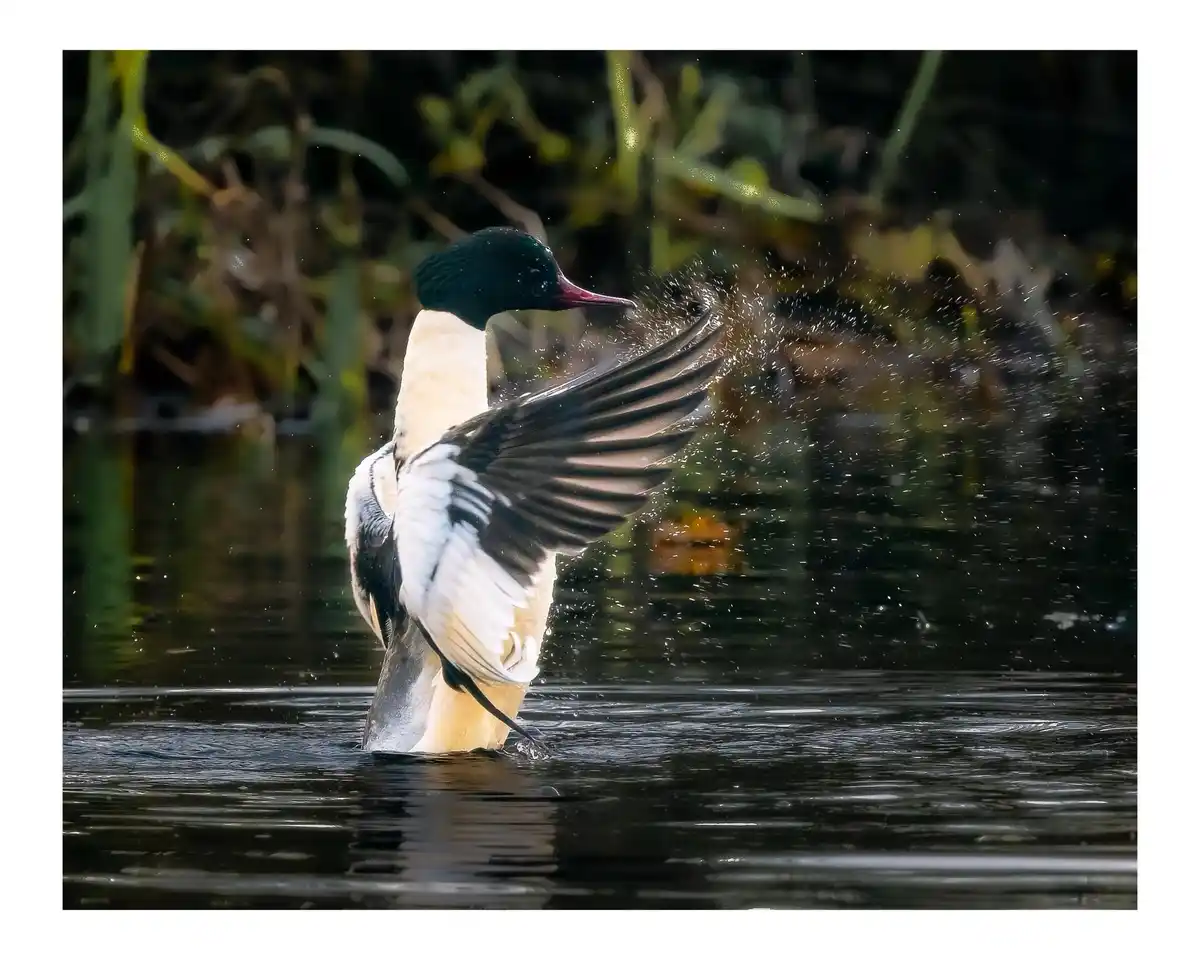 A male common merganser stands in water, wings spread wide, splashing droplets around it. The bird has a black head, red…