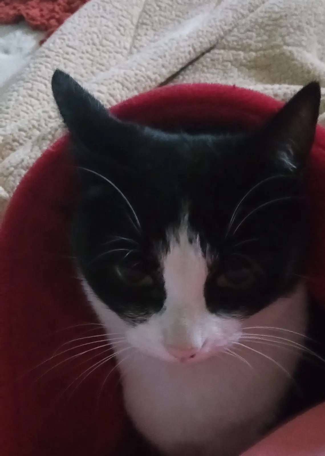 A close-up photo of a black-and-white cat with a solemn, unimpressed expression, nestled in a red fleece blanket. The cat's…