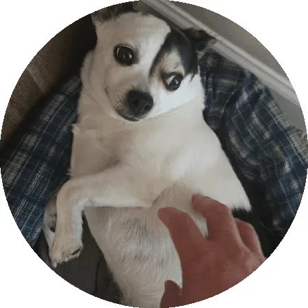 A small white and black dog lies on its back on a blue plaid blanket, being petted by a human hand. Across six circular…