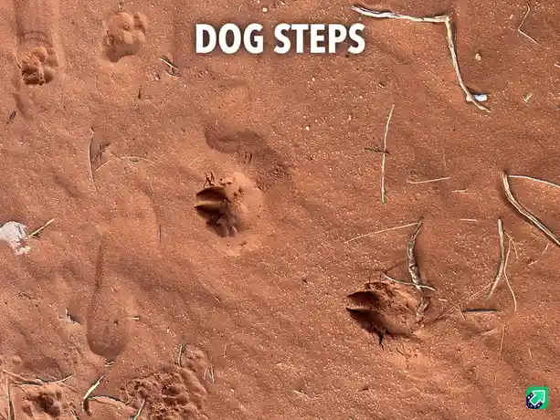 An overhead shot of reddish-brown sand with several animal paw prints scattered across it, some overlapping and others…