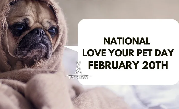 A pug dog wrapped in a brown, fuzzy blanket or hooded garment looks directly at the camera with a sad, droopy-eyed…
