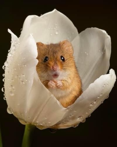 A small, brown hamster with large dark eyes and a pink nose is sitting inside the cup of a white tulip flower, which has…