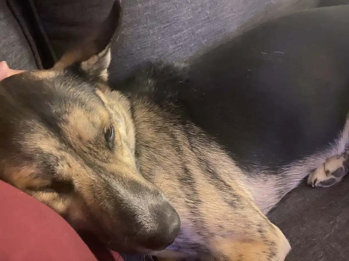 A close-up photo of a German Shepherd dog resting its head on a person's lap, appearing very sleepy with half-closed eyes…