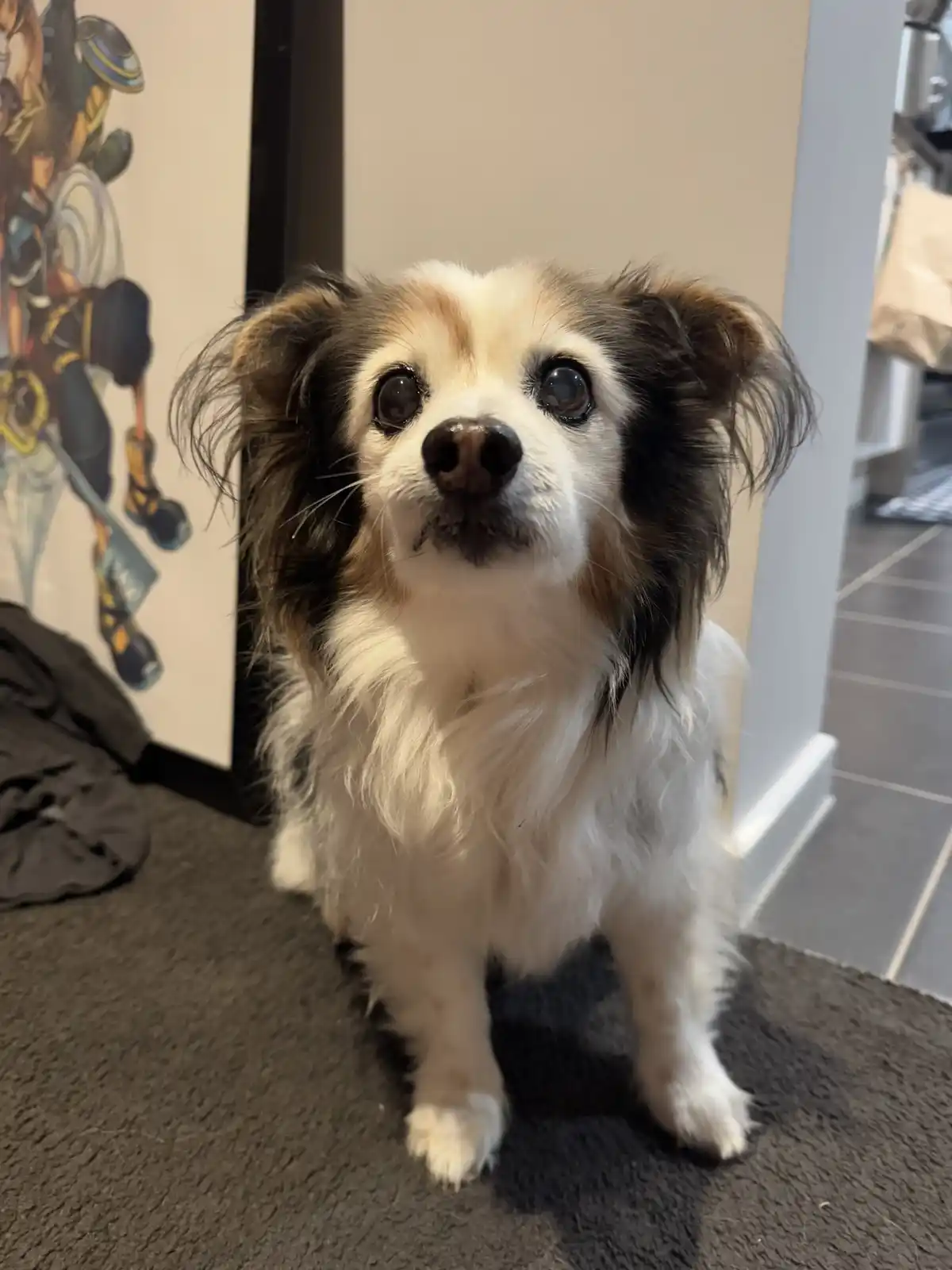 A small, fluffy dog with large, expressive eyes and floppy ears sits on a dark carpet, looking directly at the camera with…