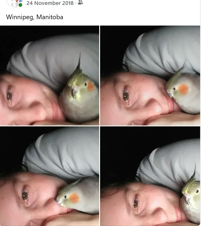 A four-panel image shows a person lying in bed with a small cockatiel. In each panel, the bird is positioned near the…