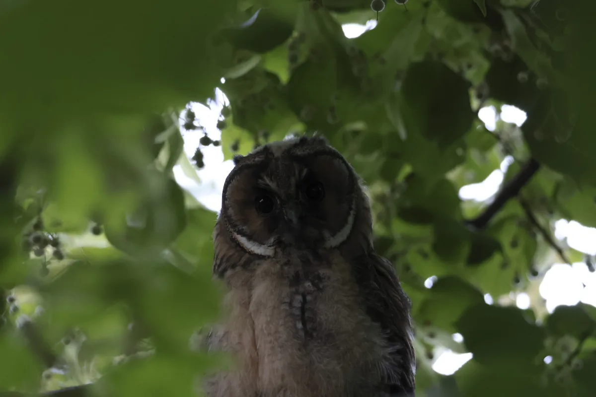 A close-up photograph shows a long-eared owl perched in a tree, its large dark eyes staring directly at the camera through a…