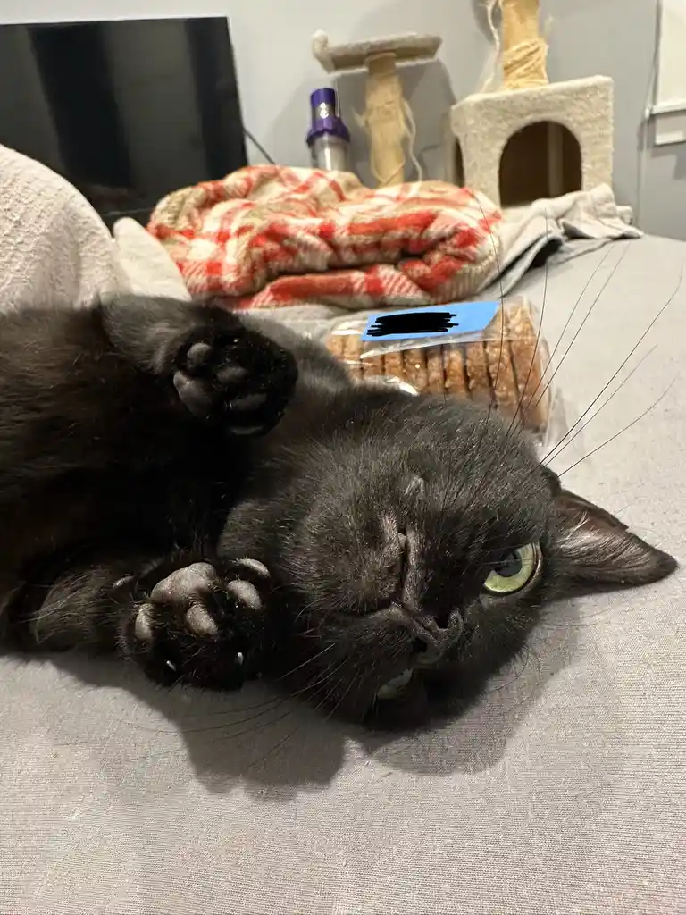 A black cat lies on its back on a grey fabric surface, paws up, looking at the camera with one eye open and one eye closed…