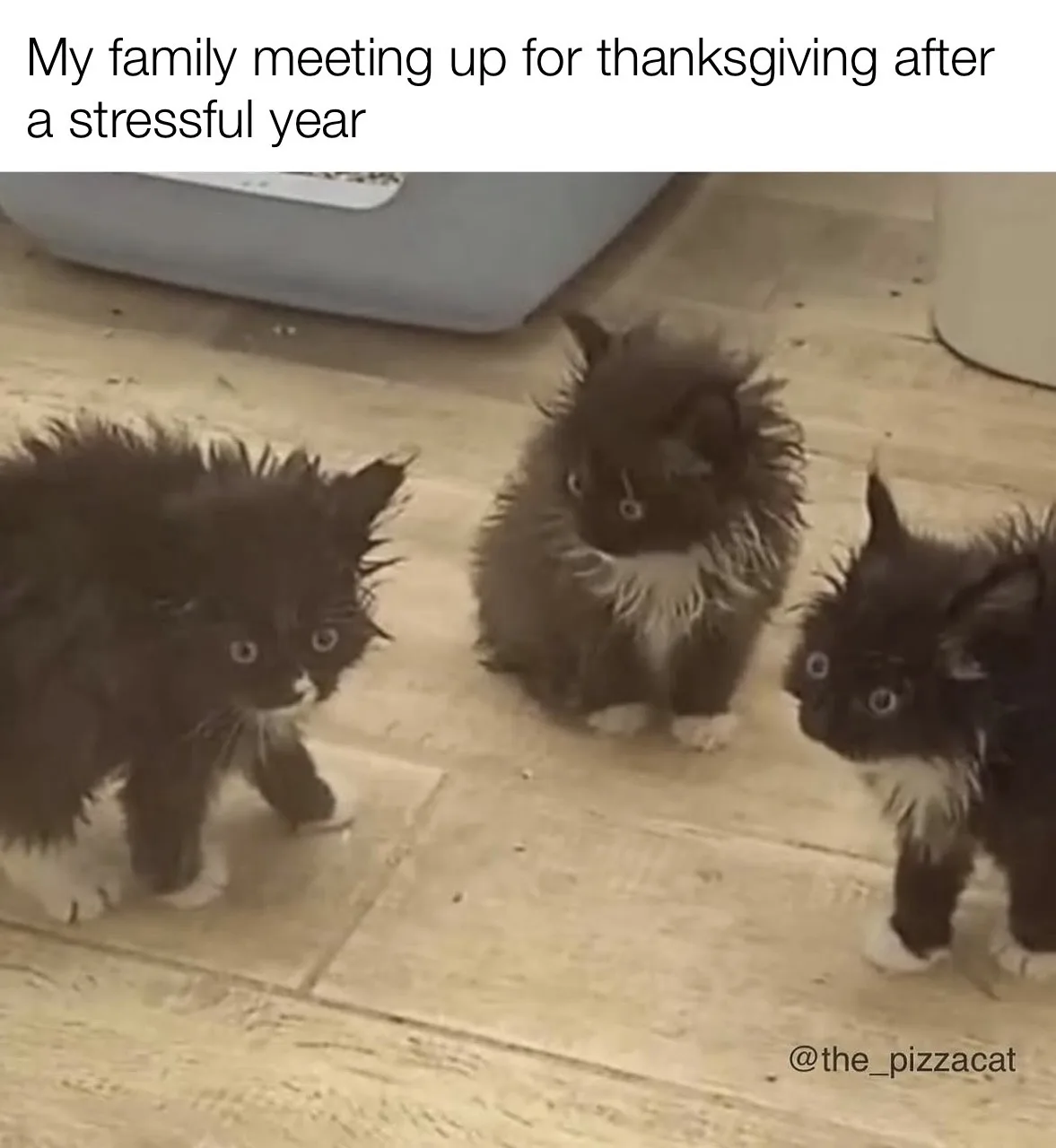 Three fluffy, scruffy black-and-white kittens with wide, startled eyes stare at the camera on a tiled floor, with a litter…