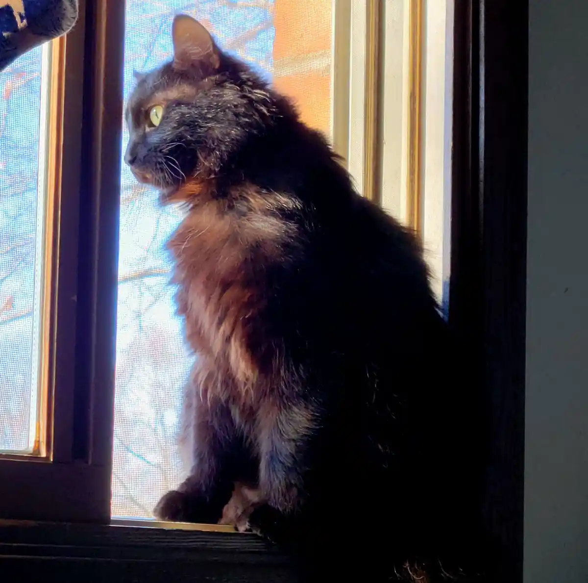 a fluffy, dark-furred cat with green eyes sits intently on a windowsill, looking out through a screen door at bright outdoor…