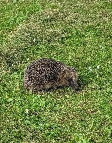 A hedgehog with brown and white spines is foraging in a grassy field dotted with small white flowers. The image has text…