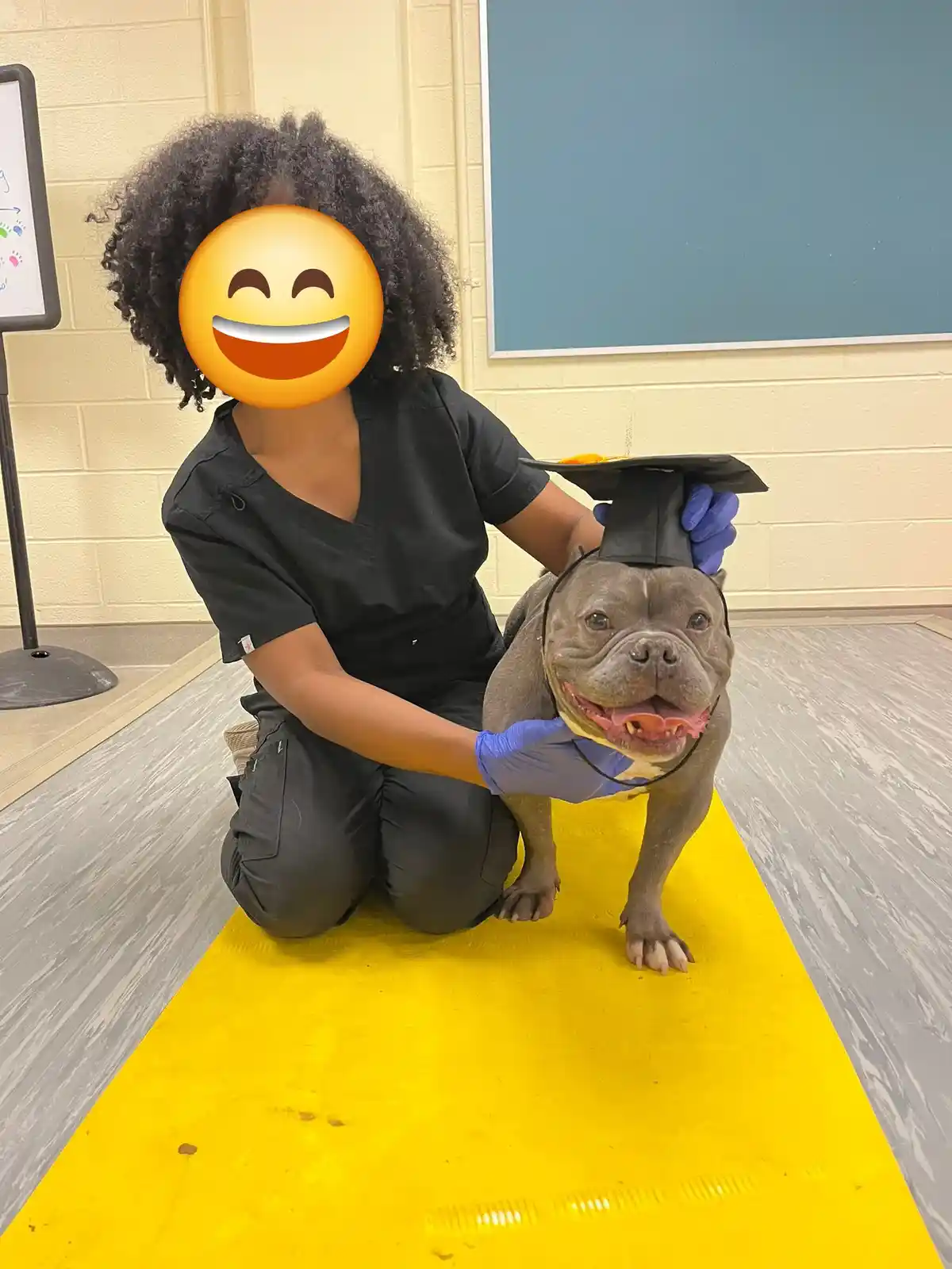 A person in black scrubs and blue gloves kneels on a yellow mat, holding a grey bulldog wearing a small black graduation…