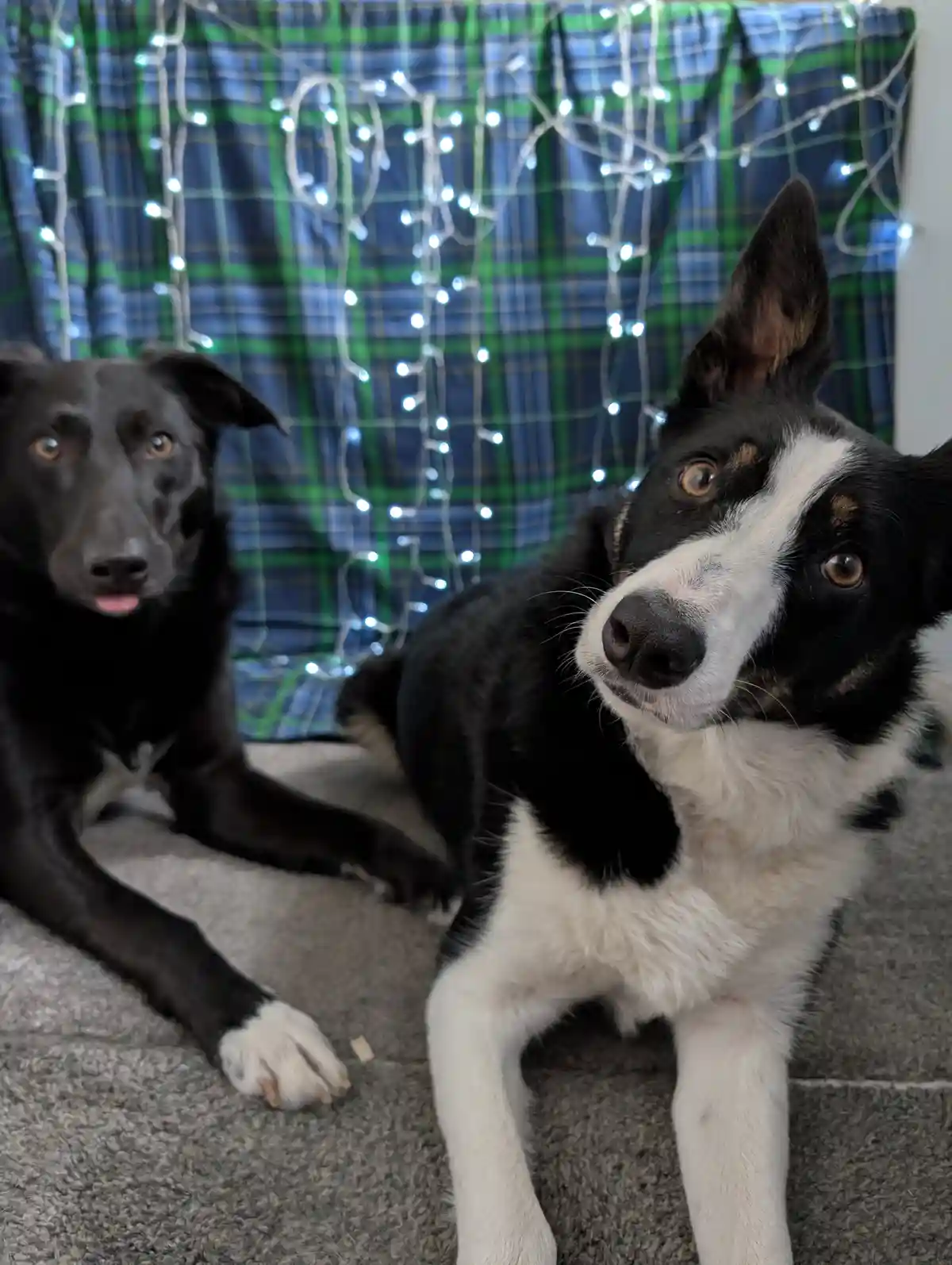 Two dogs are lying on a carpet in front of a blue and green plaid curtain decorated with string lights. The dog on the…