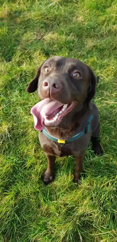 A chocolate Labrador Retriever sits on green grass, looking up with wide, surprised eyes and its tongue out, wearing a teal…