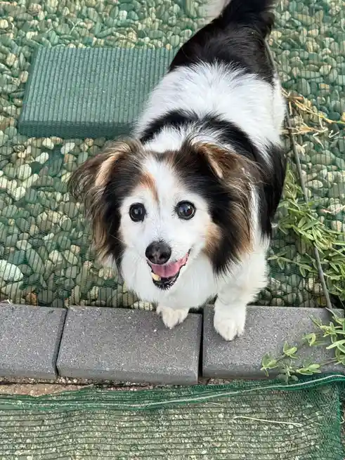 A small black, white, and brown dog with floppy ears and a happy expression looks up at the camera from behind a low…