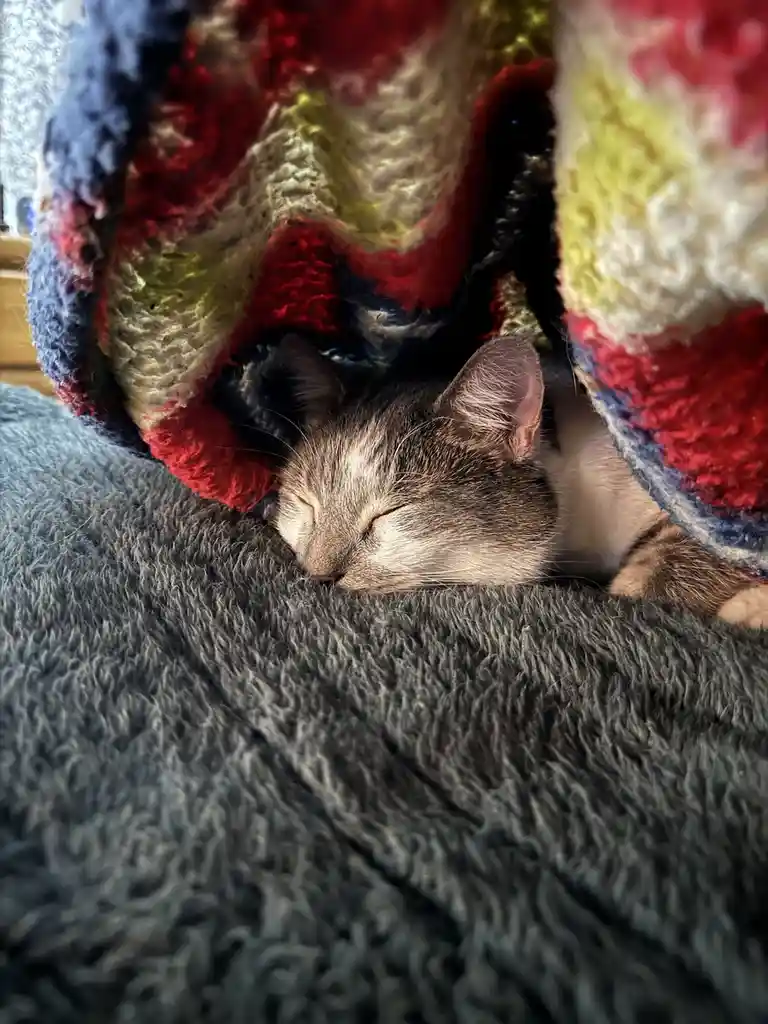 A gray and white cat is peacefully sleeping with its eyes closed, nestled under a colorful, thickly knitted blanket that…