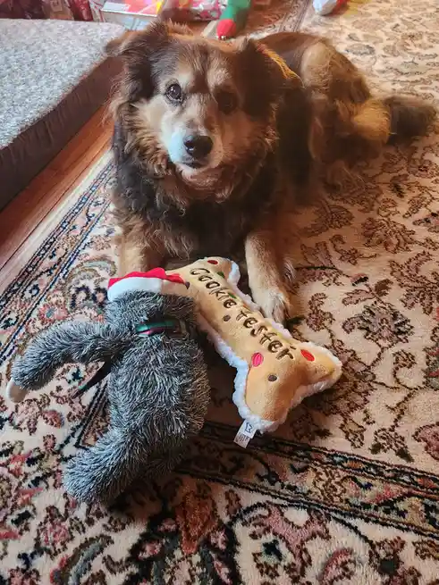 Peanut the Dog's Daily Adventures - Day 1582