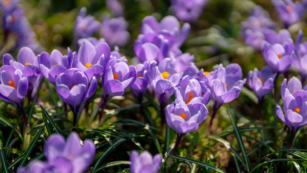 A close-up photograph of a field of purple crocus flowers with orange centers, set against green grass. The image is…