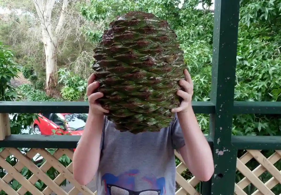 A person stands on a porch holding a large, green pine cone directly over their face, obscuring it completely. They wear a…