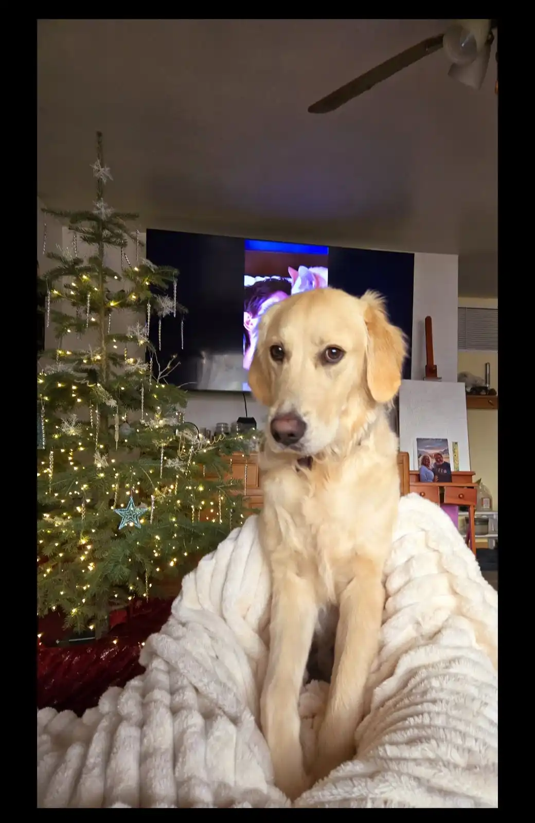 A golden retriever sits upright on a fluffy white blanket in a living room, looking directly at the camera with a calm…