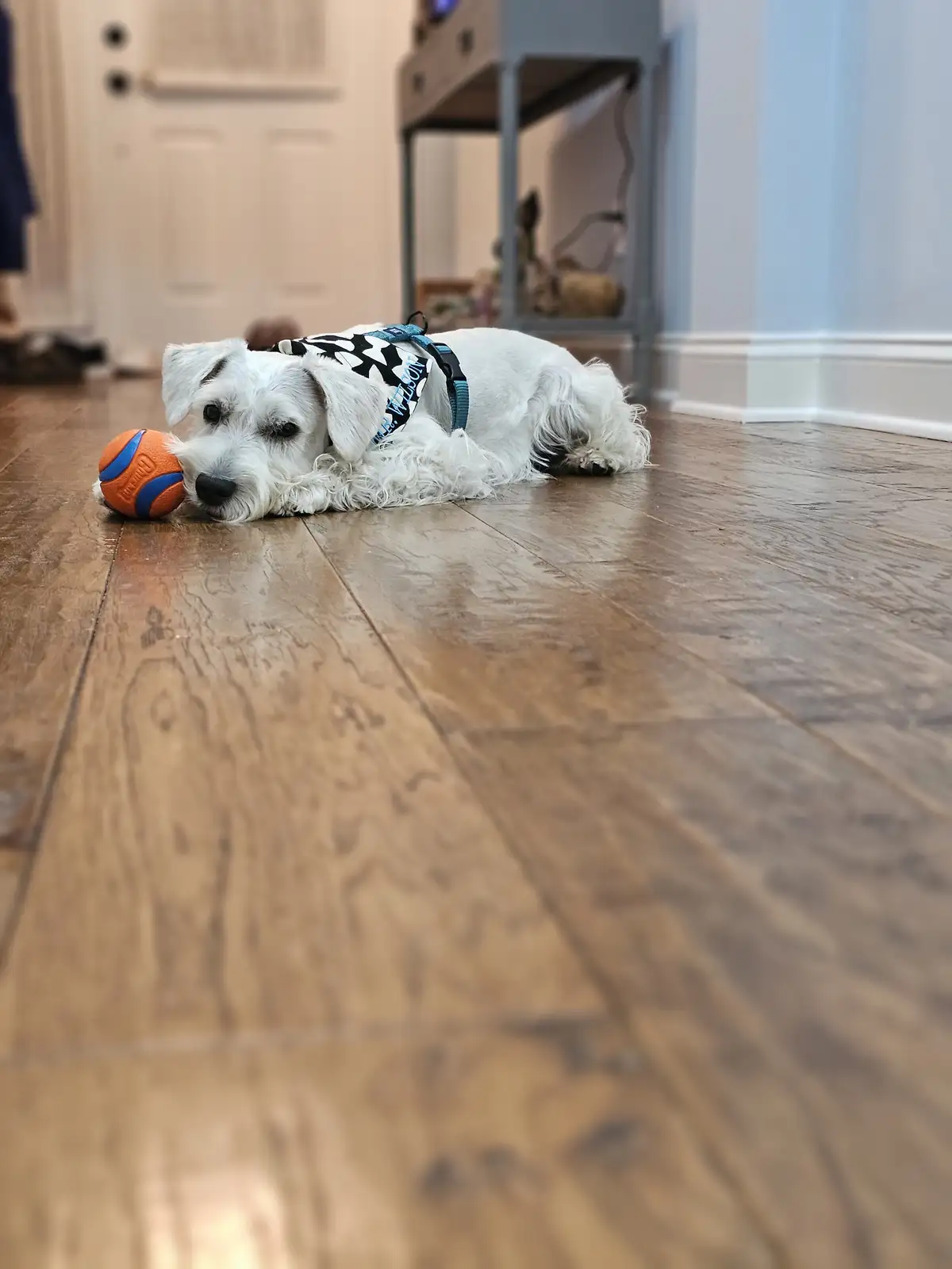 What Kind of Construction Work Are Dogs Best Suited For?