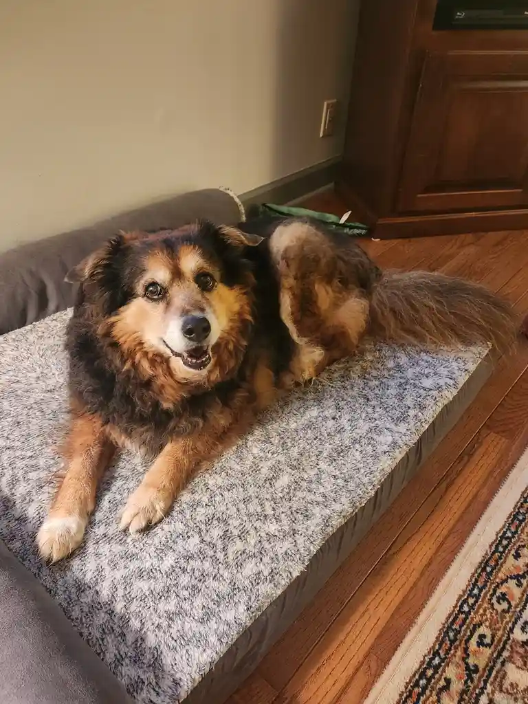 A fluffy brown and black dog with a wide, toothy grin lies on a grey dog bed, its rear end shaved bald, looking directly at…